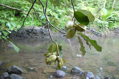 Heritiera littoralis